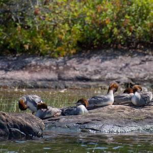 Red-breasted Merganser