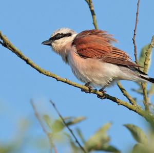 Red-backed Shrike