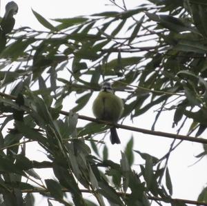 Blue Tit