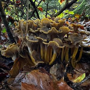 Trumpet Chanterelle