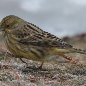 Yellowhammer