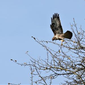 Mäusebussard