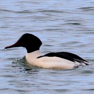 Common Merganser