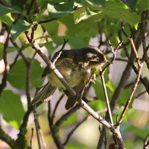 Common Chiffchaff