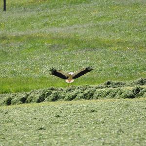 White Stork