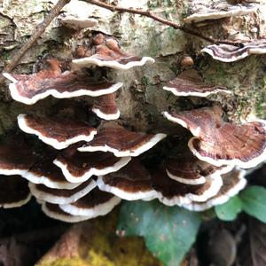 Turkey-tail