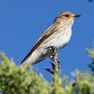 Spotted Flycatcher