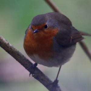 European Robin