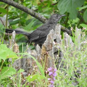 Grey Catbird