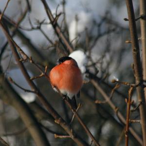 Eurasian Bullfinch