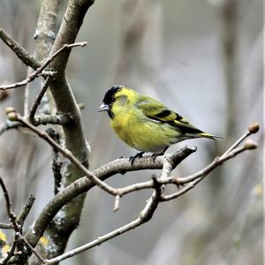 Eurasian Siskin