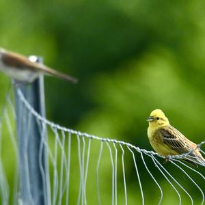 Yellowhammer