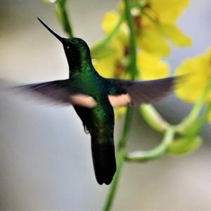 Buff-winged Starfrontlet