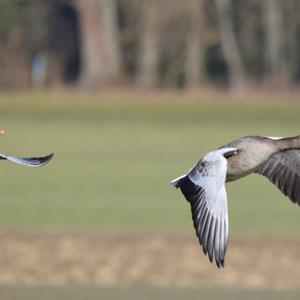 Greylag Goose