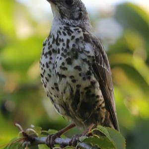 Mistle Thrush