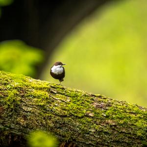 White-throated Dipper