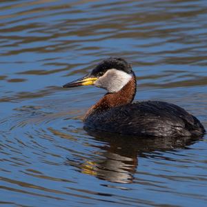 Red-necked Grebe