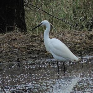 Little Egret