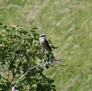 Red-backed Shrike