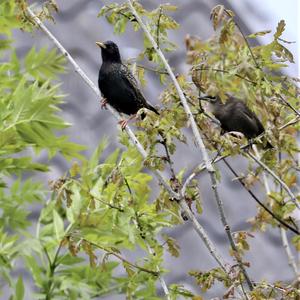 Common Starling