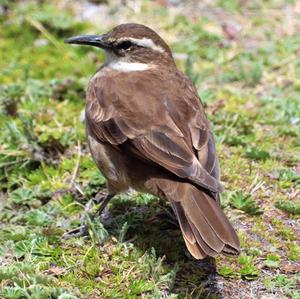 Stout-billed Cinclodes