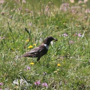 Ring Ouzel