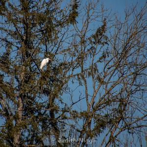 Great Egret