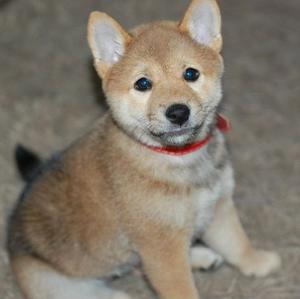 Shiba Inu