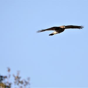 Cooper's Hawk