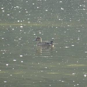 Gadwall