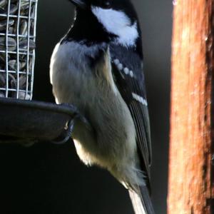 Coal Tit