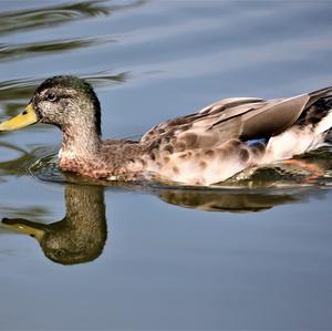 Mallard