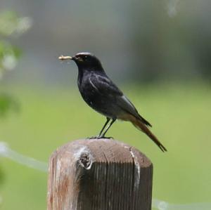 Black Redstart