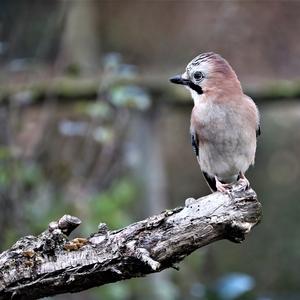 Eurasian Jay