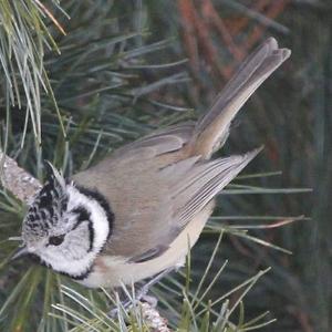 Crested Tit