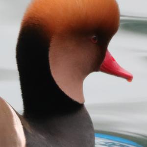 Red-crested Pochard