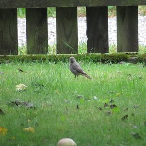 Black Redstart