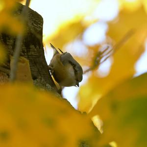 Wood Nuthatch