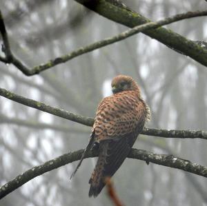 Common Kestrel