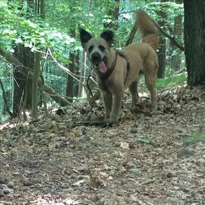 Unknown Breed