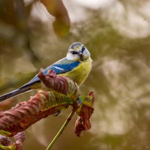 Blue Tit