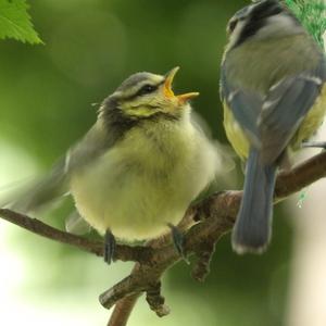 Blue Tit