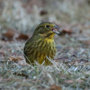 Yellowhammer