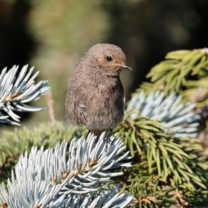 Black Redstart