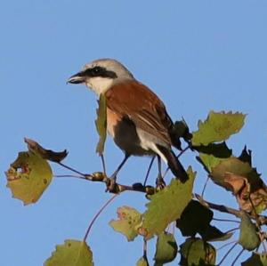 Red-backed Shrike