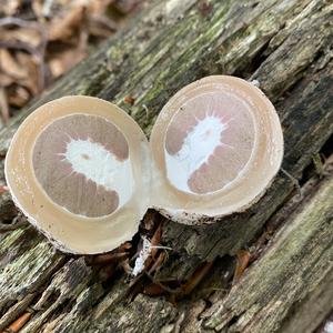 Stinkhorn, Common