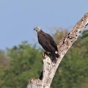 Graukopfseeadler