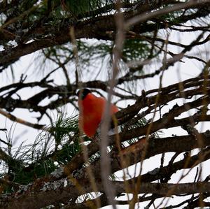 Eurasian Bullfinch