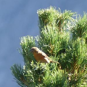 Red Crossbill