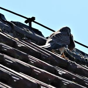 Common Kestrel